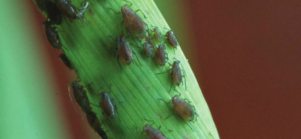 Grain aphids on a cereal crop